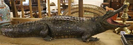 Taxidermic  cayman